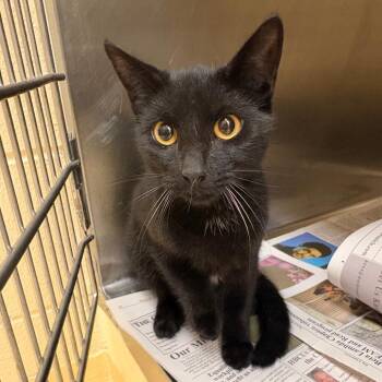 Zig Zag ** GREEN ** -  Domestic Short Hair Cat for Adoption in Winston-salem, North Carolina - Zig Zag ** GREEN ** | PetCurious