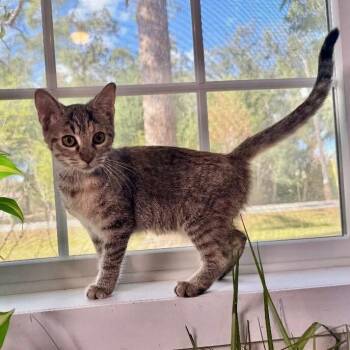 Tabby and Domestic Short Hair Cats Available for Adoption in Friendswood, Texas - Luna Lopez | PetCurious