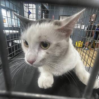 AHNJ-Stray-121297 -  Domestic Short Hair Cat for Adoption in Newark, New Jersey - AHNJ-Stray-121297 | PetCurious