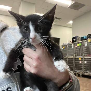 Rescue Domestic Short Hair Cats for Adoption in Fort Lauderdale, Florida - Bandit | PetCurious