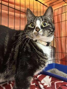 Domestic Short Hair Cats Available for Adoption - Roxie | PetCurious