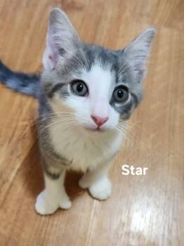 Star -  Domestic Short Hair Cat for Adoption in Chicopee, Massachusetts - Star | PetCurious