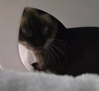 Aiko -  Domestic Short Hair Cat for Adoption in Montreal, Quebec - Aiko | PetCurious