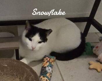 Rescue Domestic Short Hair Cats for Adoption in Naugatuck, Connecticut - Snowflake | PetCurious