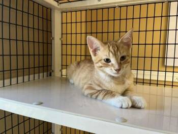 Habanero -  Domestic Short Hair Cat for Adoption - Habanero | PetCurious