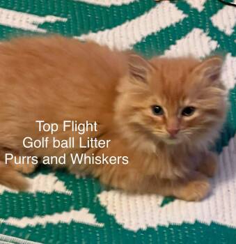Domestic Long Hair Cats Available for Adoption in New Hartford, New York - Top Flight | PetCurious