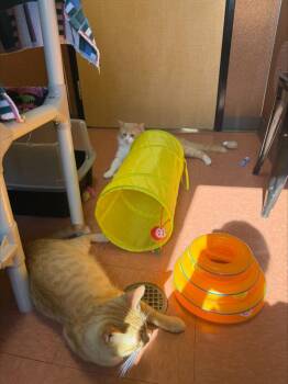 Andrew -  Domestic Short Hair Cat for Adoption in Vancouver, Washington - Andrew | PetCurious
