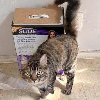 Domestic Medium Hair Cats Available for Adoption in East St. Louis, Illinois - Hope-C | PetCurious