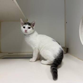 Domestic Short Hair Cats Available for Adoption in Long Beach, California - Terra | PetCurious