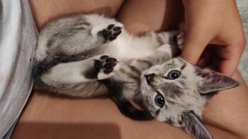 Rescue Siamese Cats for Adoption in Huntington, Massachusetts - Opal | PetCurious