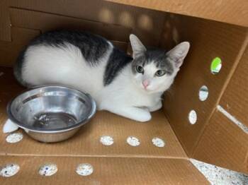 Rescue Domestic Short Hair Cats for Adoption in Houston, Texas - Forky | PetCurious