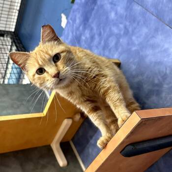 Domestic Medium Hair Cats Available for Adoption in Austin, Texas - Ginny | PetCurious