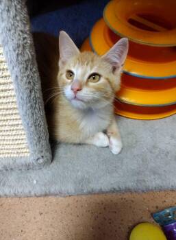 Rescue Domestic Short Hair Cats for Adoption in Monroe, Ohio - Ben | PetCurious