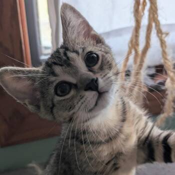 Soup -  Domestic Short Hair Cat for Adoption in Portage, Michigan - Soup | PetCurious