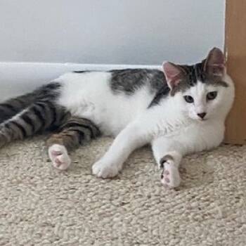 Rescue Domestic Short Hair Cats for Adoption in Rochester, Minnesota - Coco Pop | PetCurious