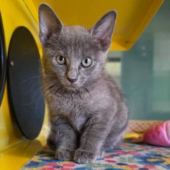 Moulin Rouge -  Domestic Short Hair Cat for Adoption in Abilene, Texas - Moulin Rouge | PetCurious