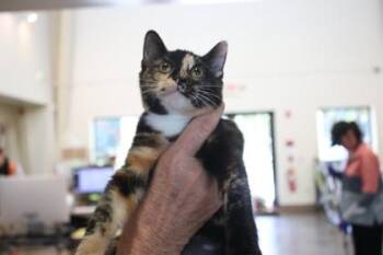 Coraline -  Domestic Short Hair Cat for Adoption in Brunswick, Georgia - Coraline | PetCurious