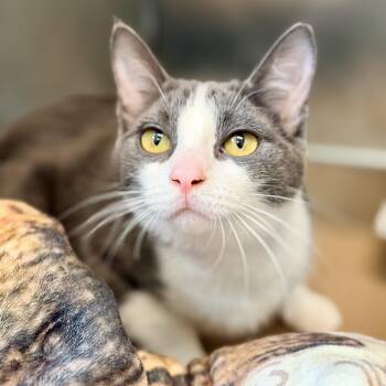 Liberty -  Domestic Short Hair Cat for Adoption in Jackson Township, New Jersey - Liberty | PetCurious