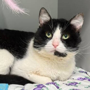 Rescue Domestic Short Hair Cats for Adoption in New York, New York - Piano | PetCurious