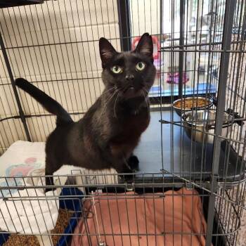 Rescue Domestic Short Hair Cats for Adoption in Rocky Mount, Virginia - Drake | PetCurious