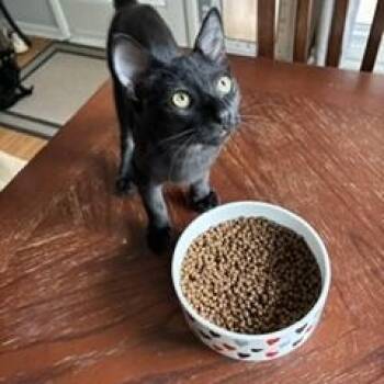 Binx -  Domestic Short Hair Cat for Adoption in Denver, Colorado - Binx | PetCurious