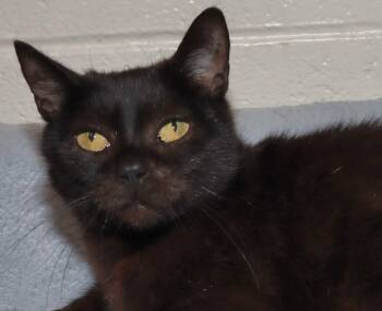Rescue Domestic Short Hair Cats for Adoption in Euclid, Ohio - Fran | PetCurious