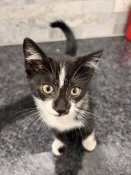 AC -  Tuxedo and Domestic Medium Hair Cat Available for Adoption in Pearland, Texas - AC | PetCurious