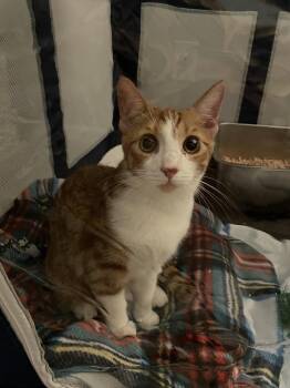 Goalie -  Domestic Short Hair Cat for Adoption in Virginia Beach, Virginia - Goalie | PetCurious
