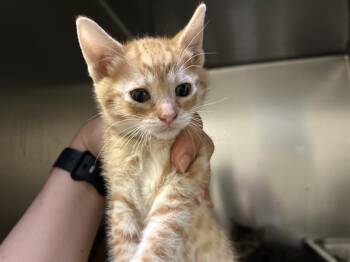 A613389 -  Domestic Short Hair Cat for Adoption in Modesto, California - A613389 | PetCurious