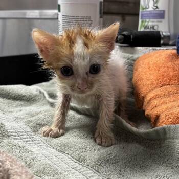 Lionel -  Domestic Short Hair Cat for Adoption in Lufkin, Texas - Lionel | PetCurious