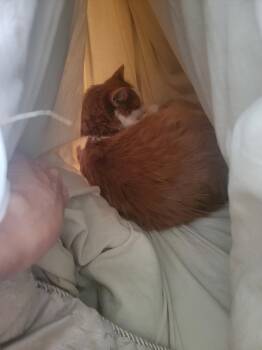 Lucky -  Domestic Medium Hair Cat for Adoption in Montreal, Quebec - Lucky | PetCurious