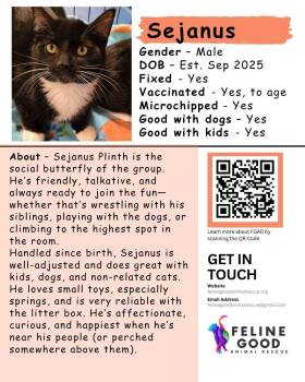 Sejanus -  Domestic Short Hair Cat for Adoption in Eugene, Oregon - Sejanus | PetCurious