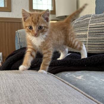 Domestic Short Hair Cats Available for Adoption in Hickory, North Carolina - Bean Diesel | PetCurious