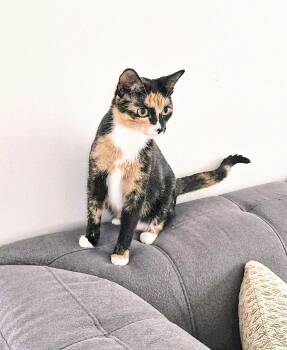 Rescue Calico Cats for Adoption in Winnipeg, Manitoba - Sally | PetCurious