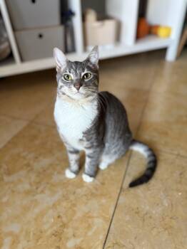 Tweed -  Domestic Short Hair Cat Available for Adoption - Tweed | PetCurious