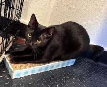 Rescue Domestic Short Hair Cats for Adoption in Sudbury, Massachusetts - Raven | PetCurious