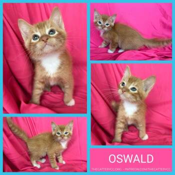 Domestic Short Hair Cats Available for Adoption in Corpus Christi, Texas - Oswald | PetCurious