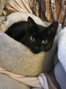 Rescue Bombay Cats for Adoption in Norwich, Connecticut - Egg Roll | PetCurious