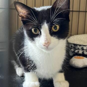 Windy -  American Shorthair Cat for Adoption in Freeport, Florida - Windy | PetCurious