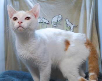Presley -  Tabby and Domestic Short Hair Cat for Adoption in Garland, Texas - Presley | PetCurious