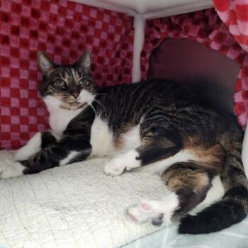 Missy Elliott -  Domestic Short Hair Cat for Adoption in Walker, Michigan - Missy Elliott | PetCurious