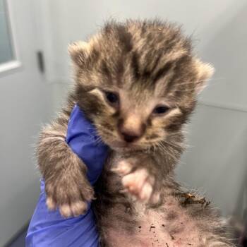 Penne -  Domestic Short Hair Cat for Adoption in Greensboro, North Carolina - Penne | PetCurious