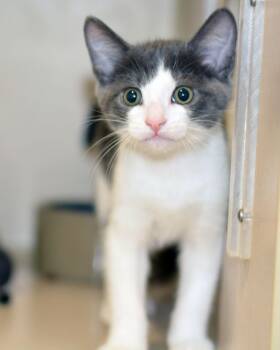 JIMMY -  Domestic Short Hair Cat for Adoption in San Clemente, California - JIMMY | PetCurious