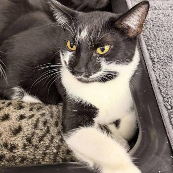 Rescue Domestic Short Hair Cats for Adoption in Gladstone, Oregon - Milky Mustache - Cool Litter * Sponsored | PetCurious