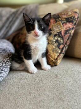 Finn -  Tuxedo Cat for Adoption in Beach Park, Illinois - Finn | PetCurious