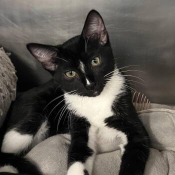 Banjo -  Domestic Short Hair Cat for Adoption in West Palm Beach, Florida - Banjo | PetCurious