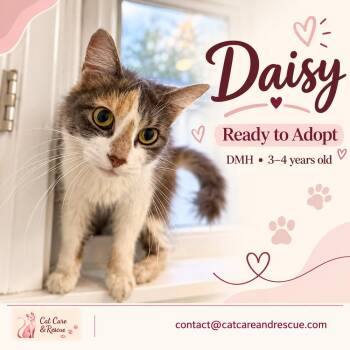 Daisy -  Domestic Medium Hair Cat for Adoption in Chicago, Illinois - Daisy | PetCurious