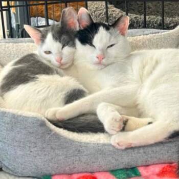 Lucy aka Mariah -  Domestic Short Hair Cat for Adoption in Oceanside, New York - Lucy Aka Mariah | PetCurious