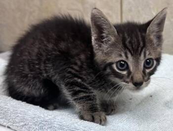 Domestic Short Hair Cats Available for Adoption in Honolulu, Hawaii - Ranger | PetCurious