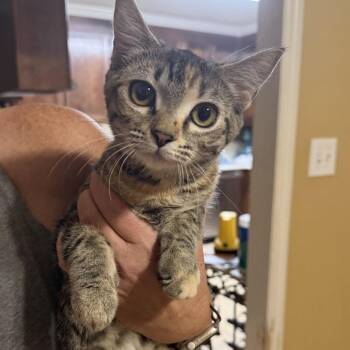 Sammie -  Domestic Short Hair Cat for Adoption in Valdosta, Georgia - Sammie | PetCurious